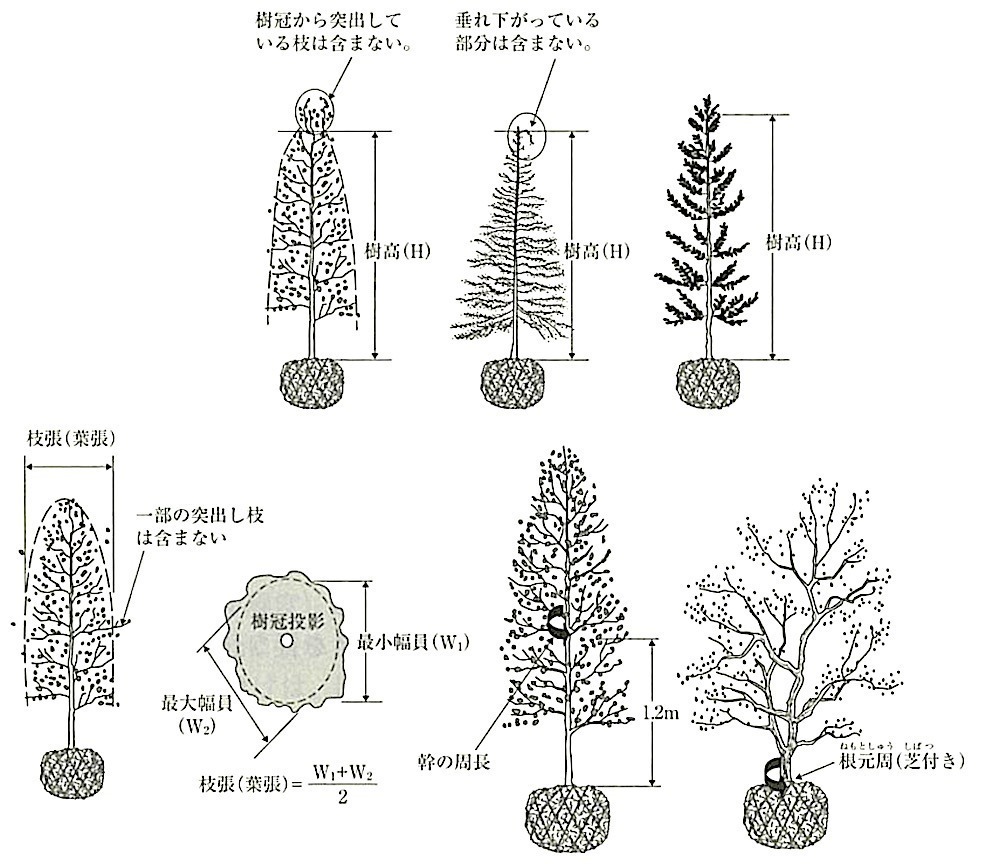 図23.3.1_樹木の寸法表示名称.jpeg