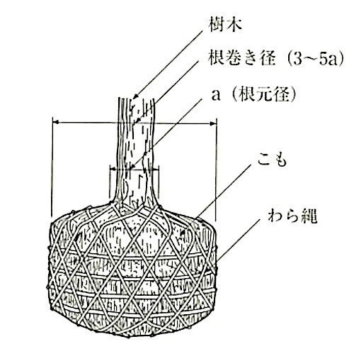 図23.3.8_根巻き.jpeg